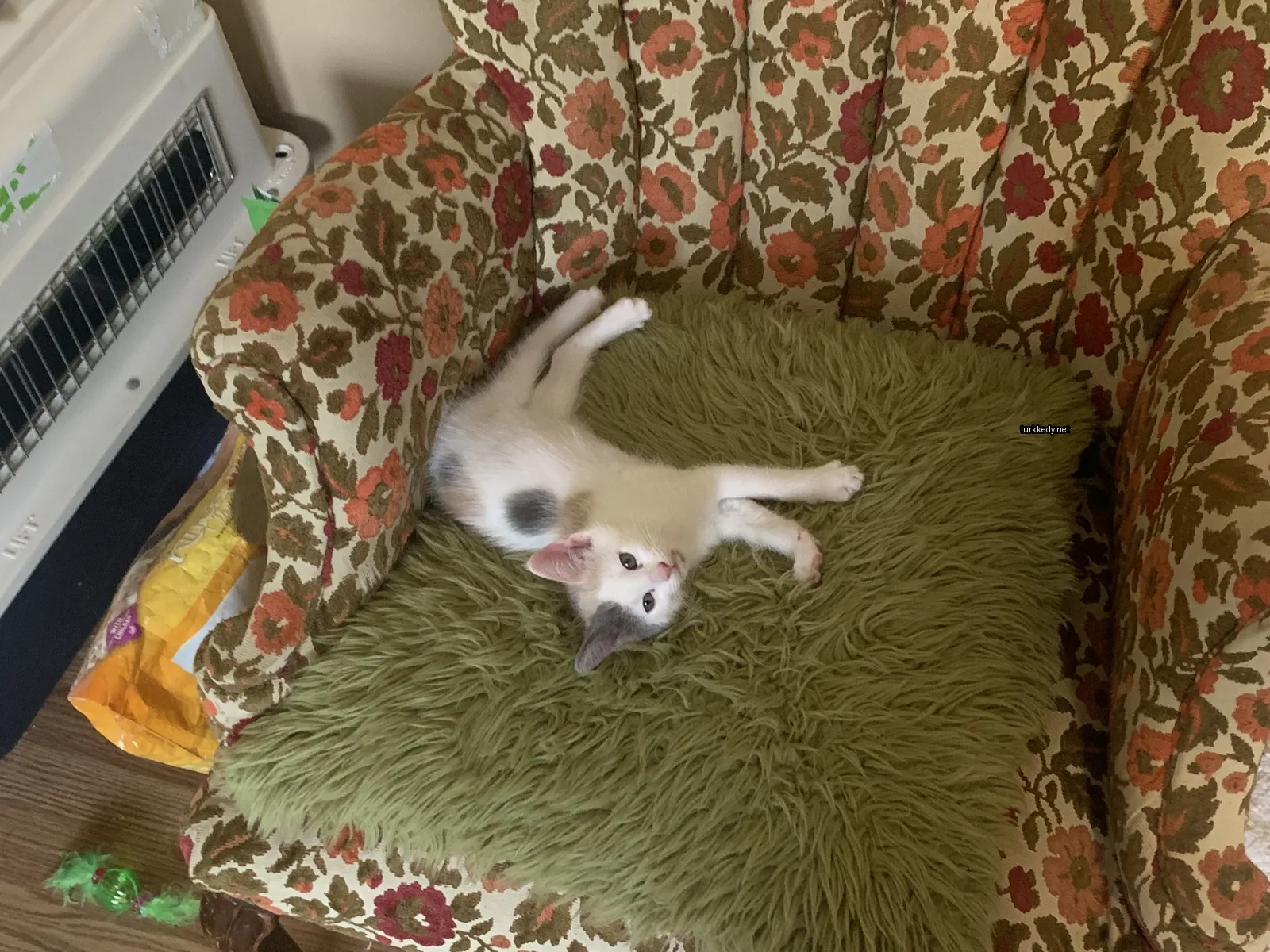 Beyaz ve siyah bir kedi yeşil bir minderin üzerinde yatıyor.