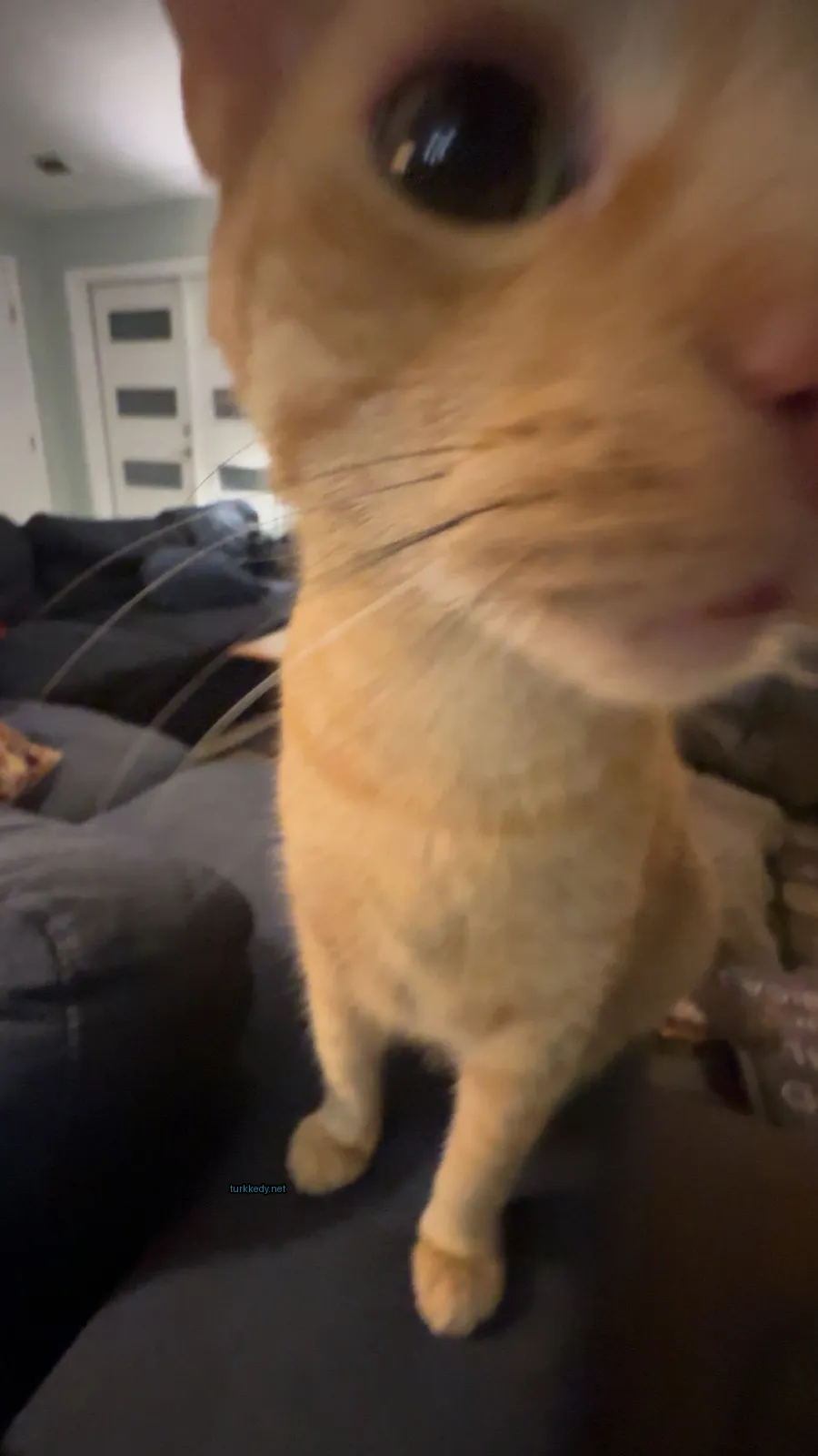 Kahverengi ve beyaz bir kedi bir sofa üzerinde oturuyor.