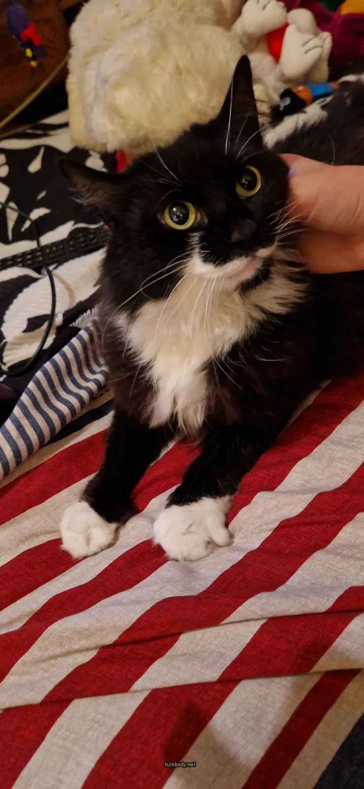Beyaz bir ayaklı siyah bir kedi kırmızı ve beyaz bir bez üzerinde yatıyor.