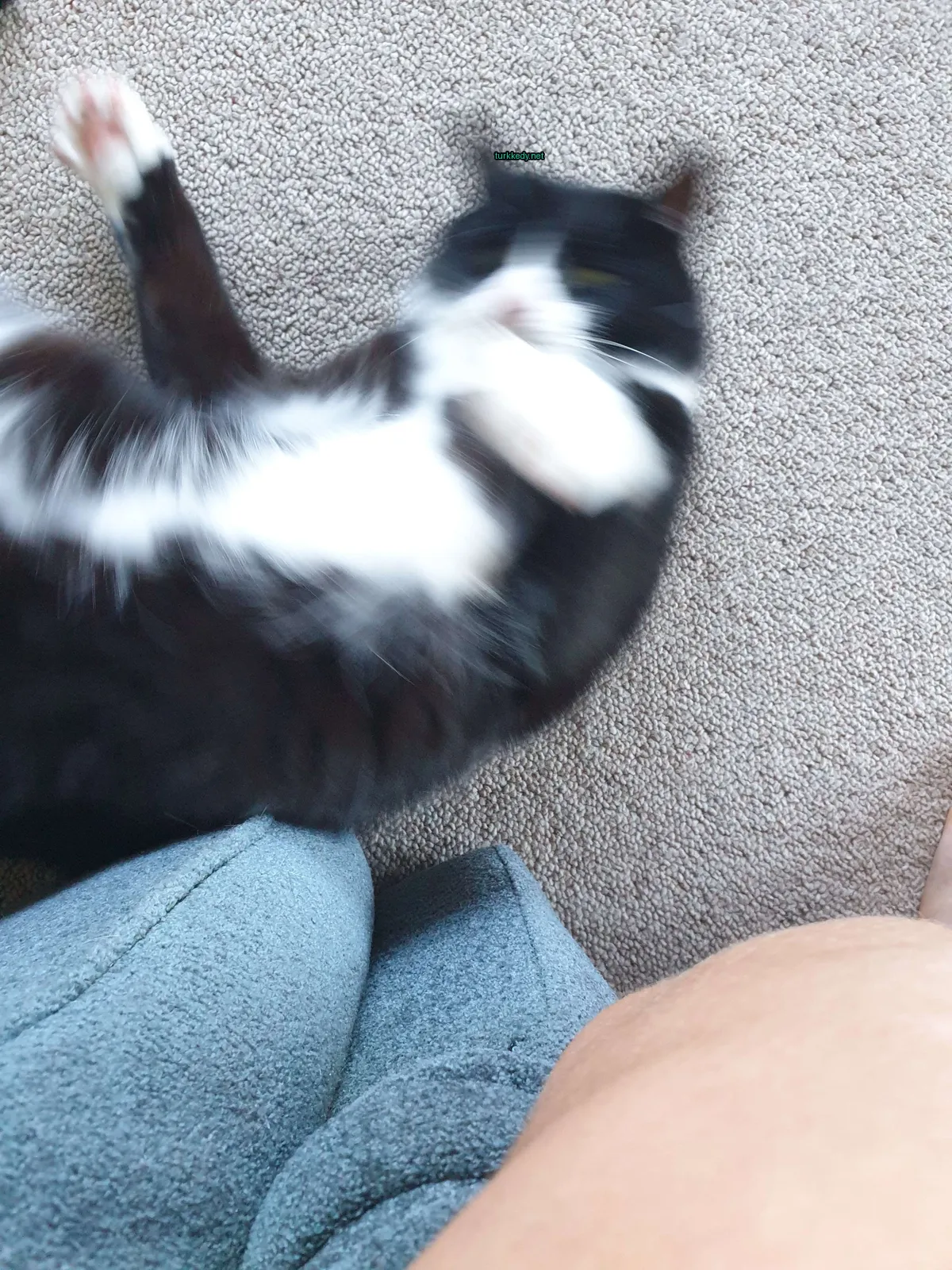 Siyah ve beyaz bir kedi bir sofa üzerinde yatıyor.