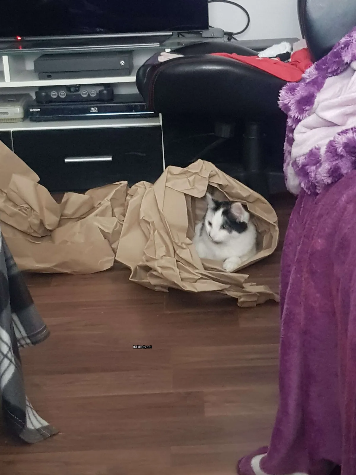 Siyah beyaz bir kedi bir karton kutuda oturuyor.