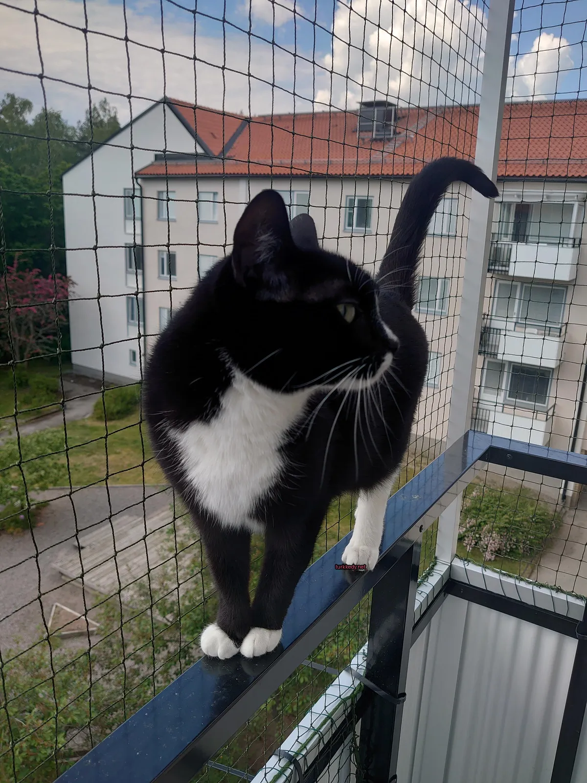 Siyah ve beyaz bir kedi bir tel örgüde duruyor.