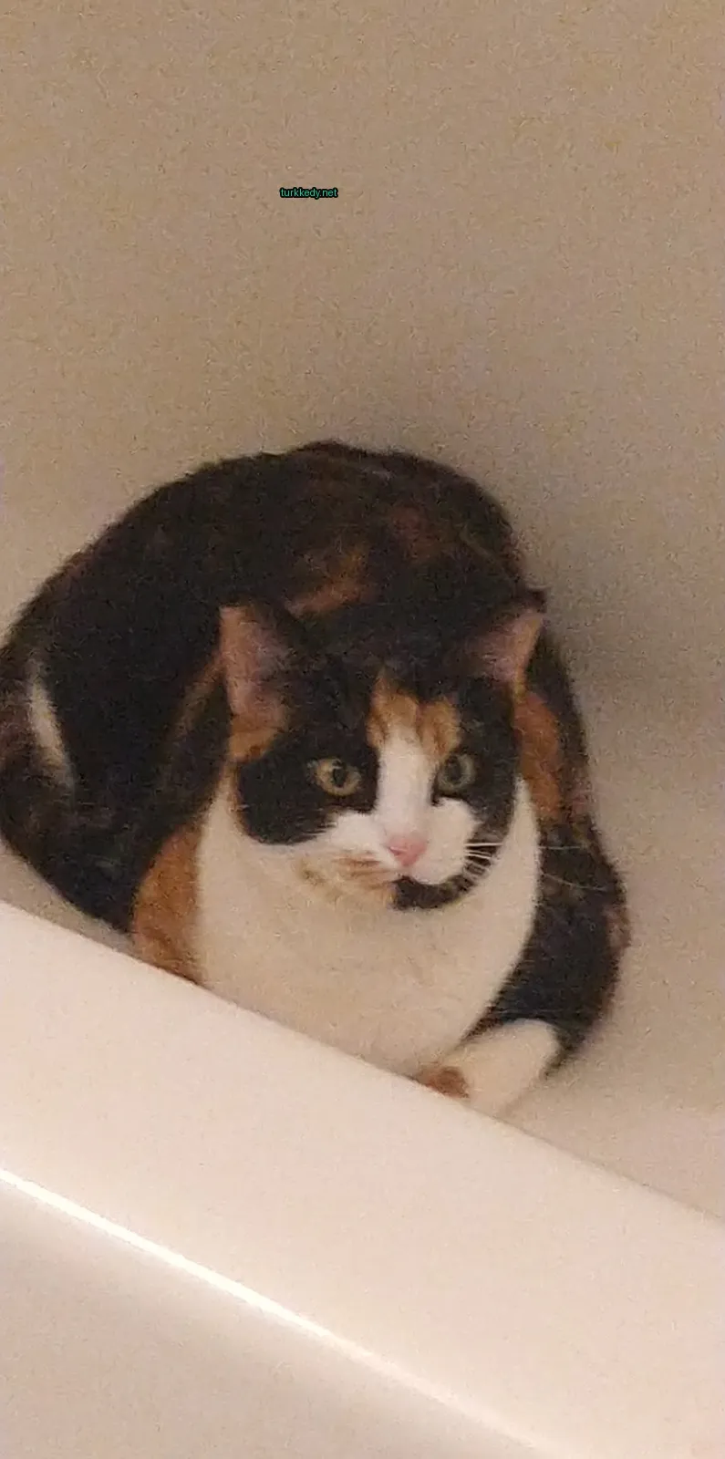 Beyaz göğsü ve ayakları olan bir siyah beyaz kedi banyoda oturuyor.