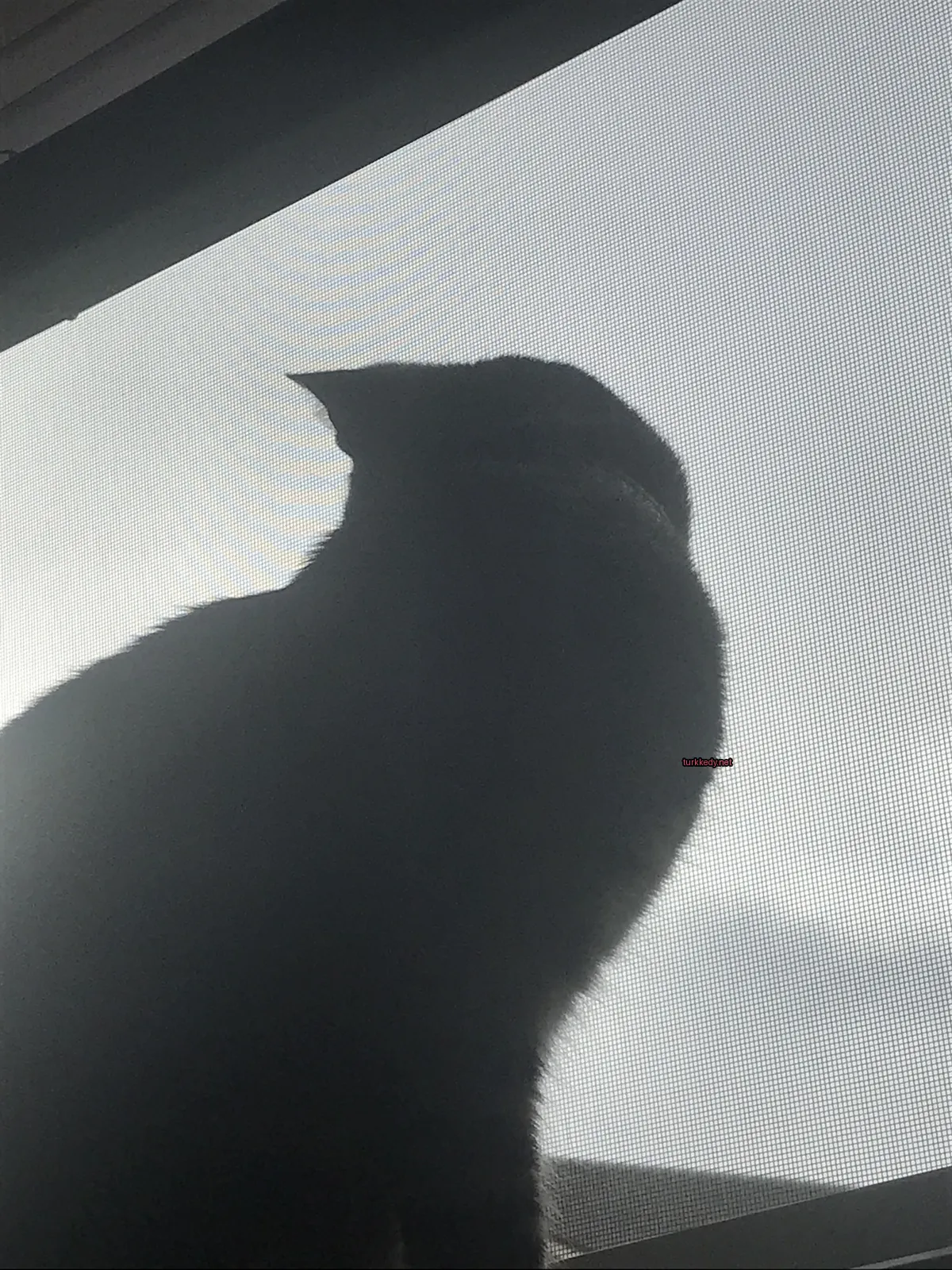 Siyah bir kedi beyaz göğüs ve siyah başıyla pencere kenarında oturuyor.