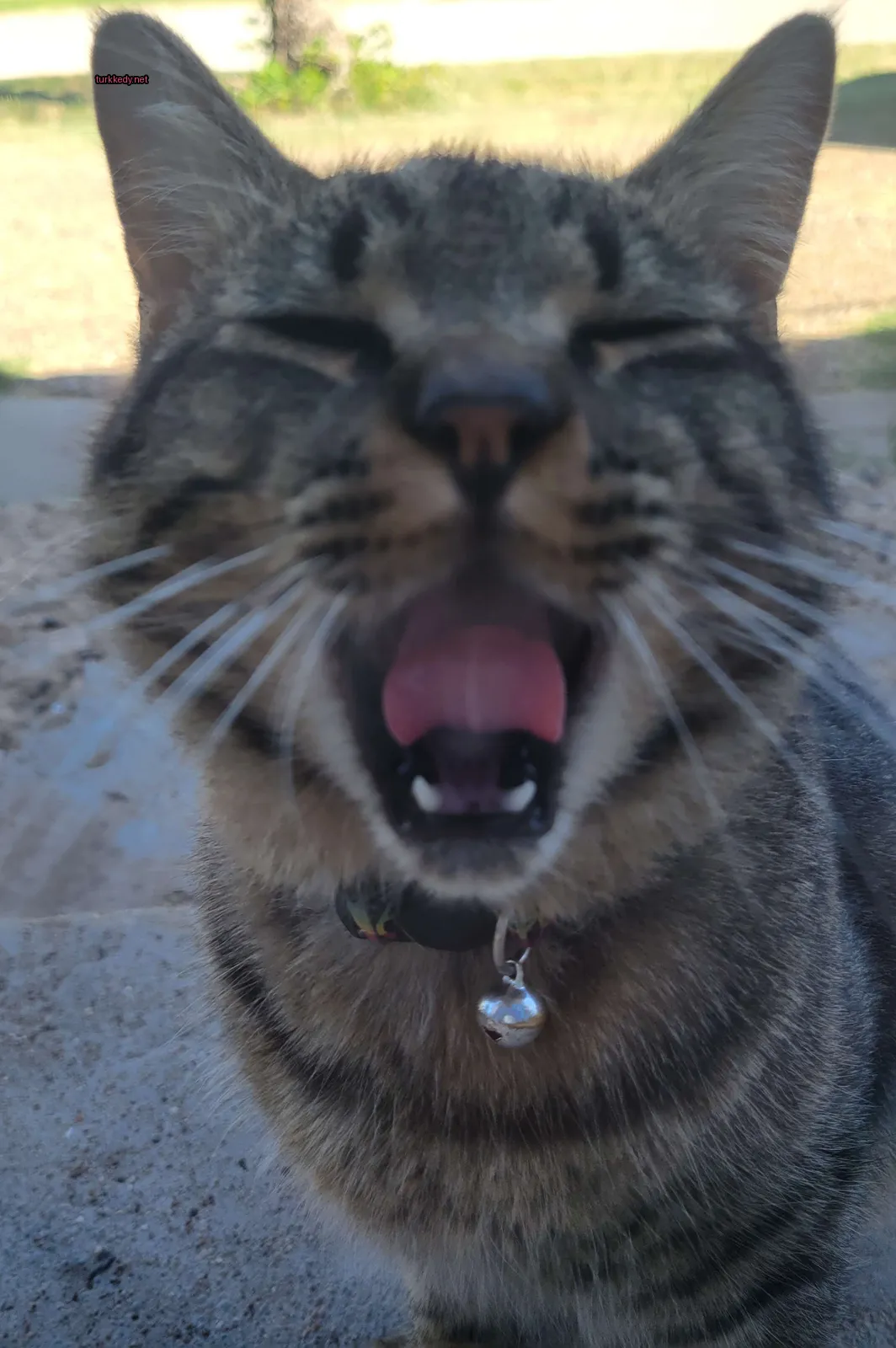 Bir kedi gümüş bir bileklik takılı olarak yorgunluk içinde açılıyor.