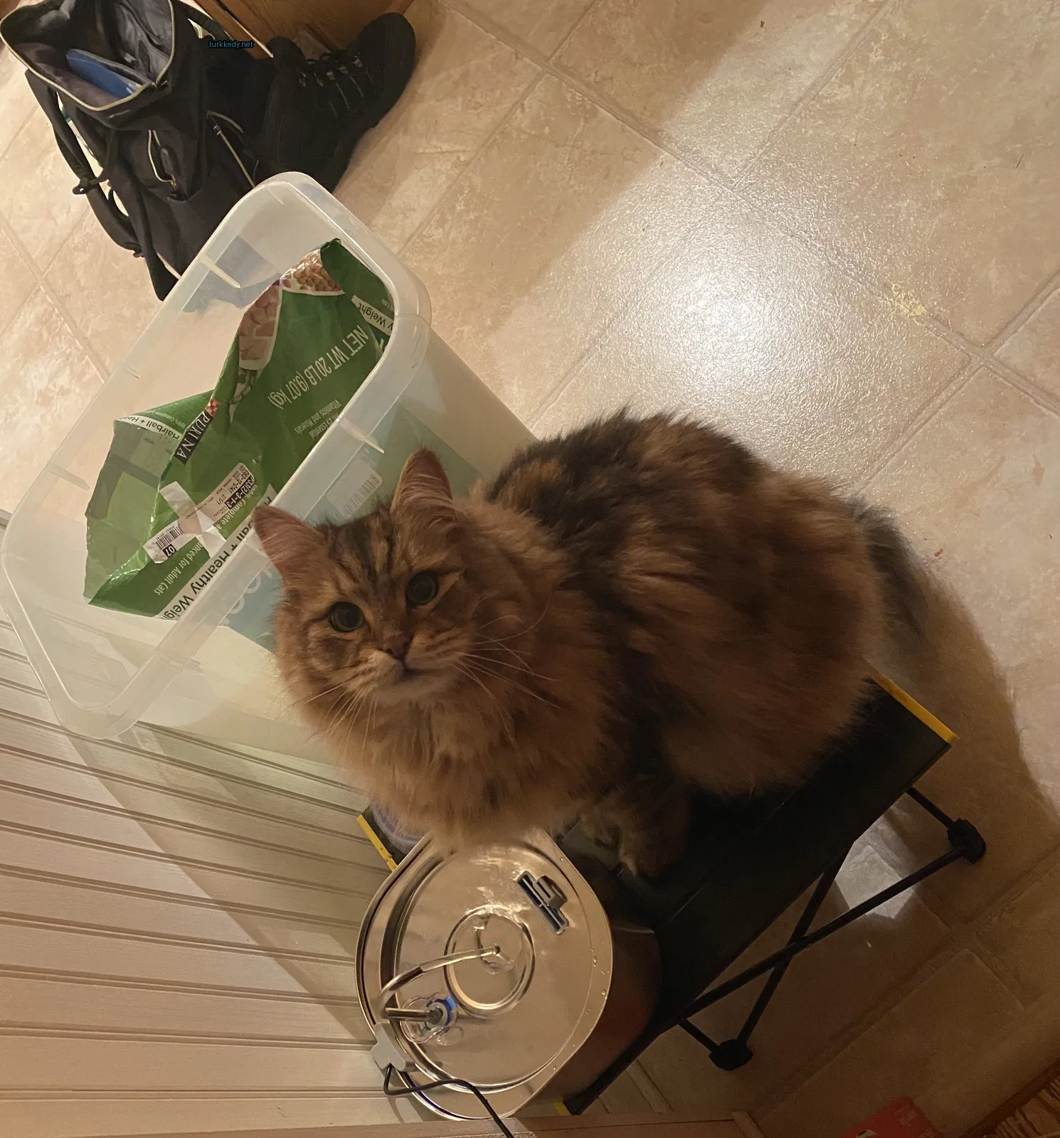 Kırmızı şeritli bir kedi siyah bir sandalyede plastik bir kaba yan yana oturuyor.