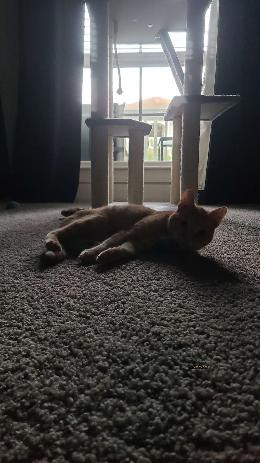 Bir kedi bir yeşil oyuncakla bir koltukta yatıyor.