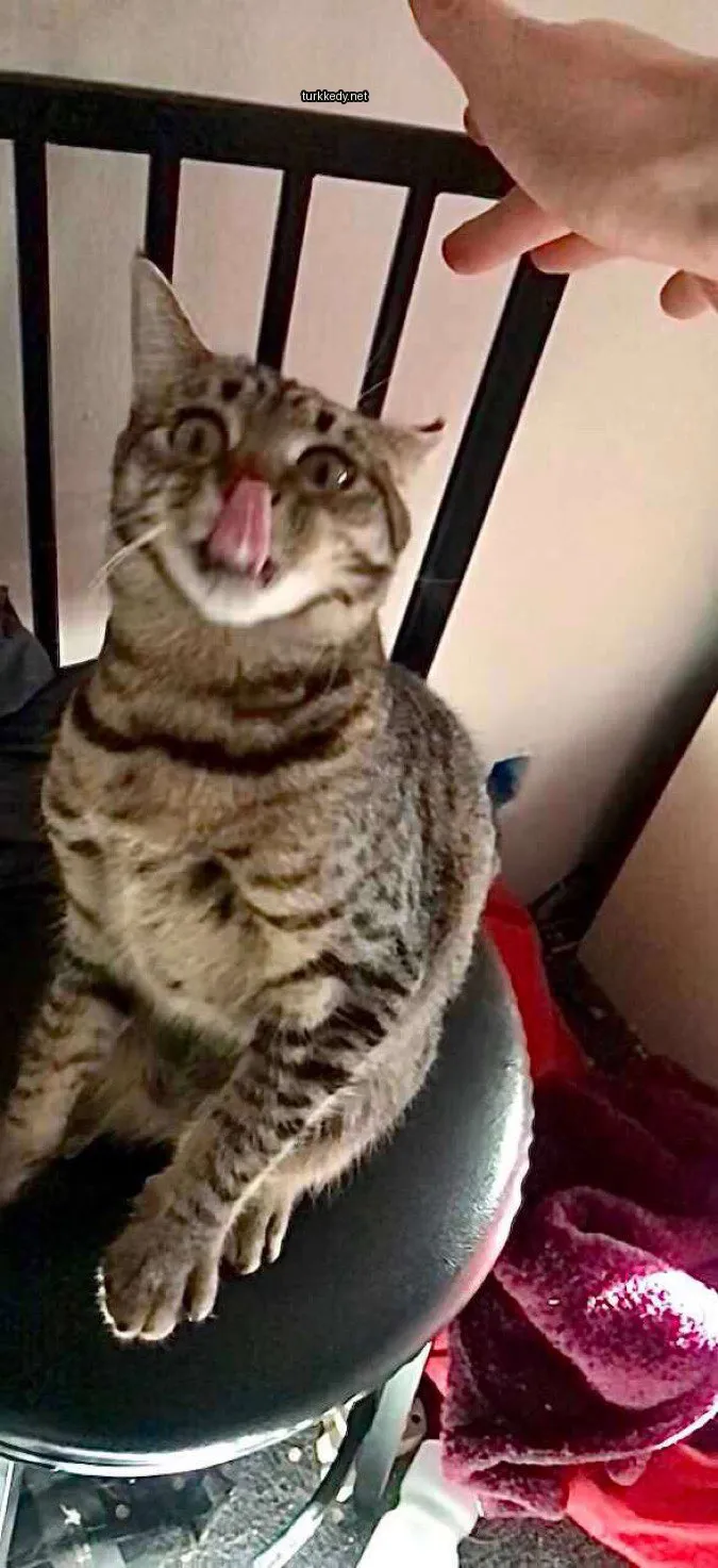 Bir kedi, dilini dışarı çıkarmış şekilde bir sandalyede oturuyor.