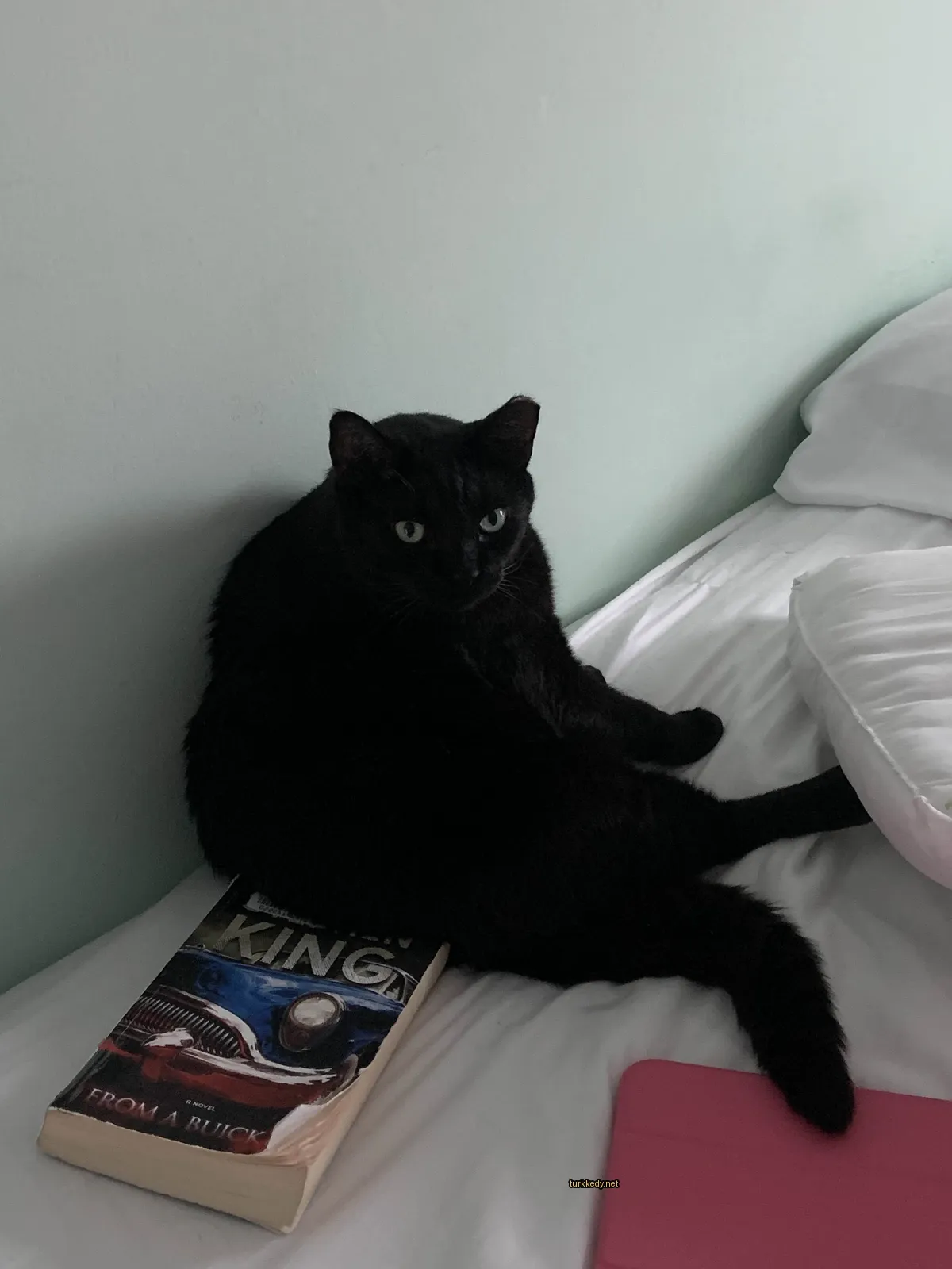 Bir siyah kedi yatakta bir kitabın yanındadır.