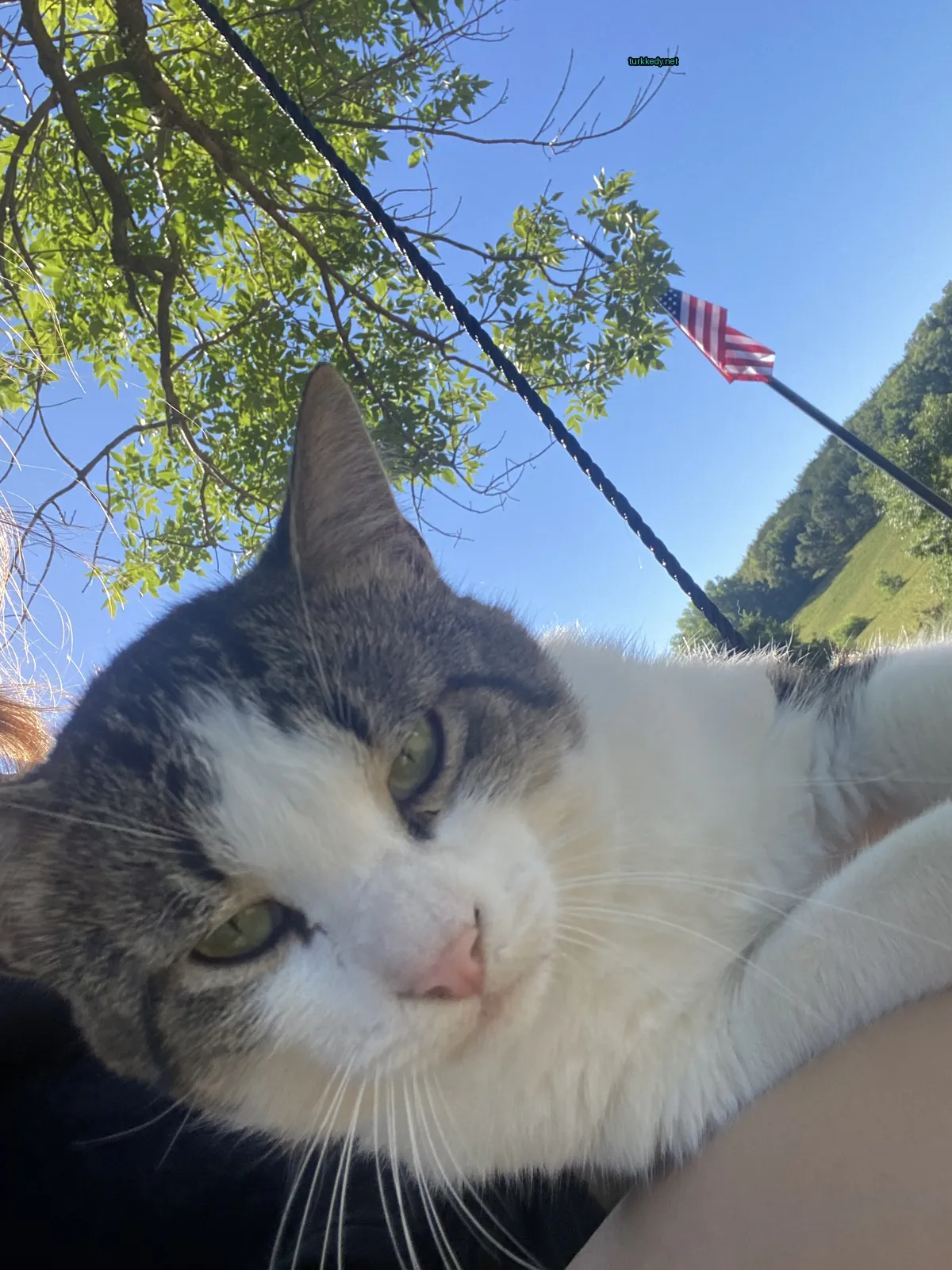 Beyaz ve kahverengi bir püskürtü olan bir kedi bir kişinin bacaklarındadır.