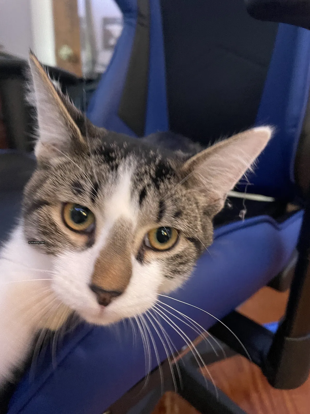 Gri ve beyaz bir kedi, mavi bir sandalyede duruyor.