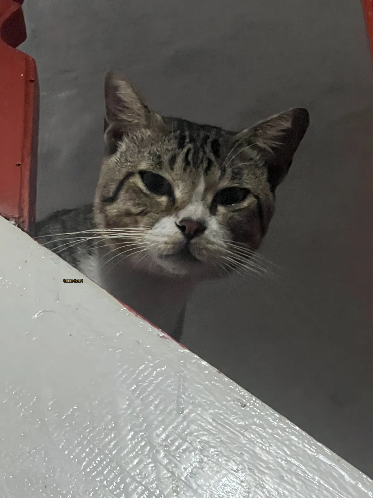 Gri ve beyaz bir kedi, bir duvar arkasından sızarak dışarı bakıyor.