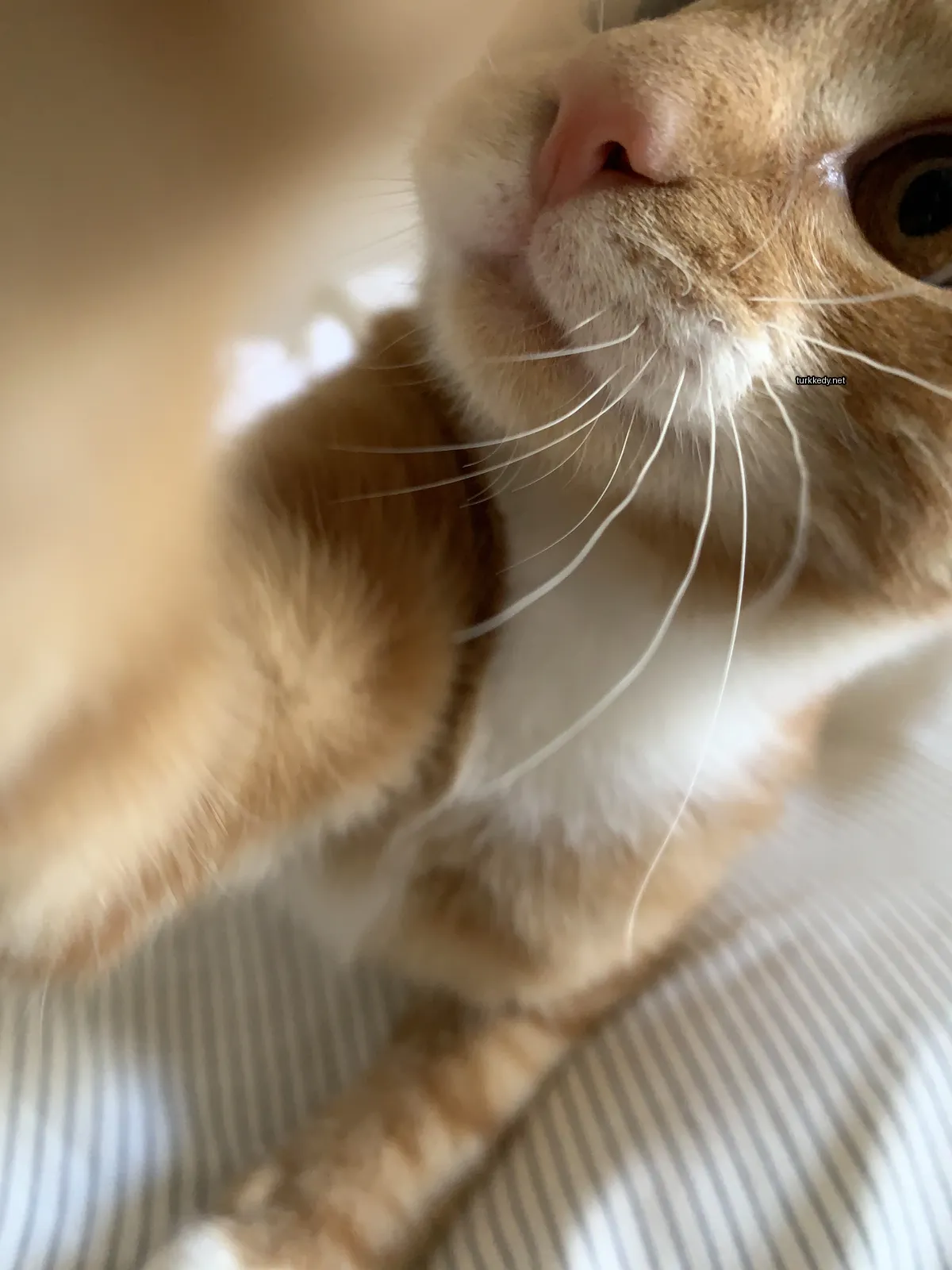 Kara ve beyaz bir kedi, uzun tüylü ve beyaz göğüslü, beyaz bir bez üzerinde oturuyor.