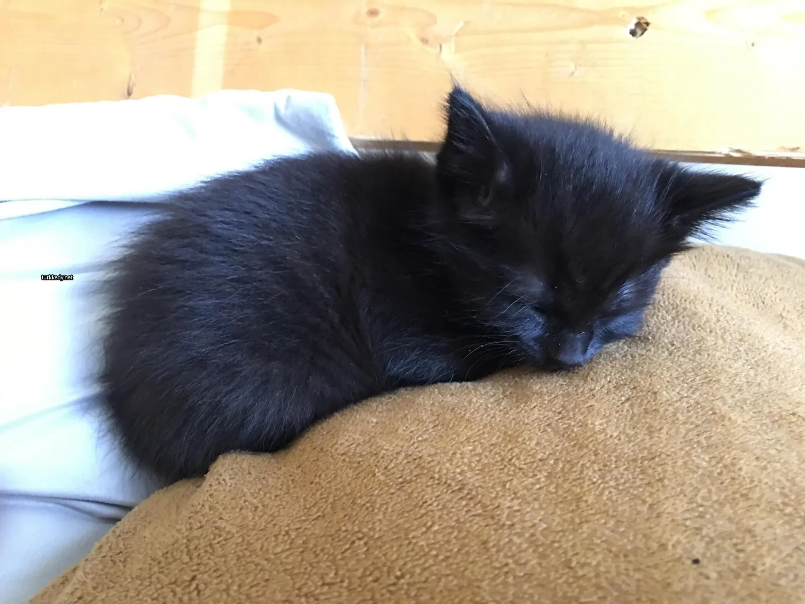 Siyah bir kedi kahverengi bir yastığın üzerinde uyuyor.