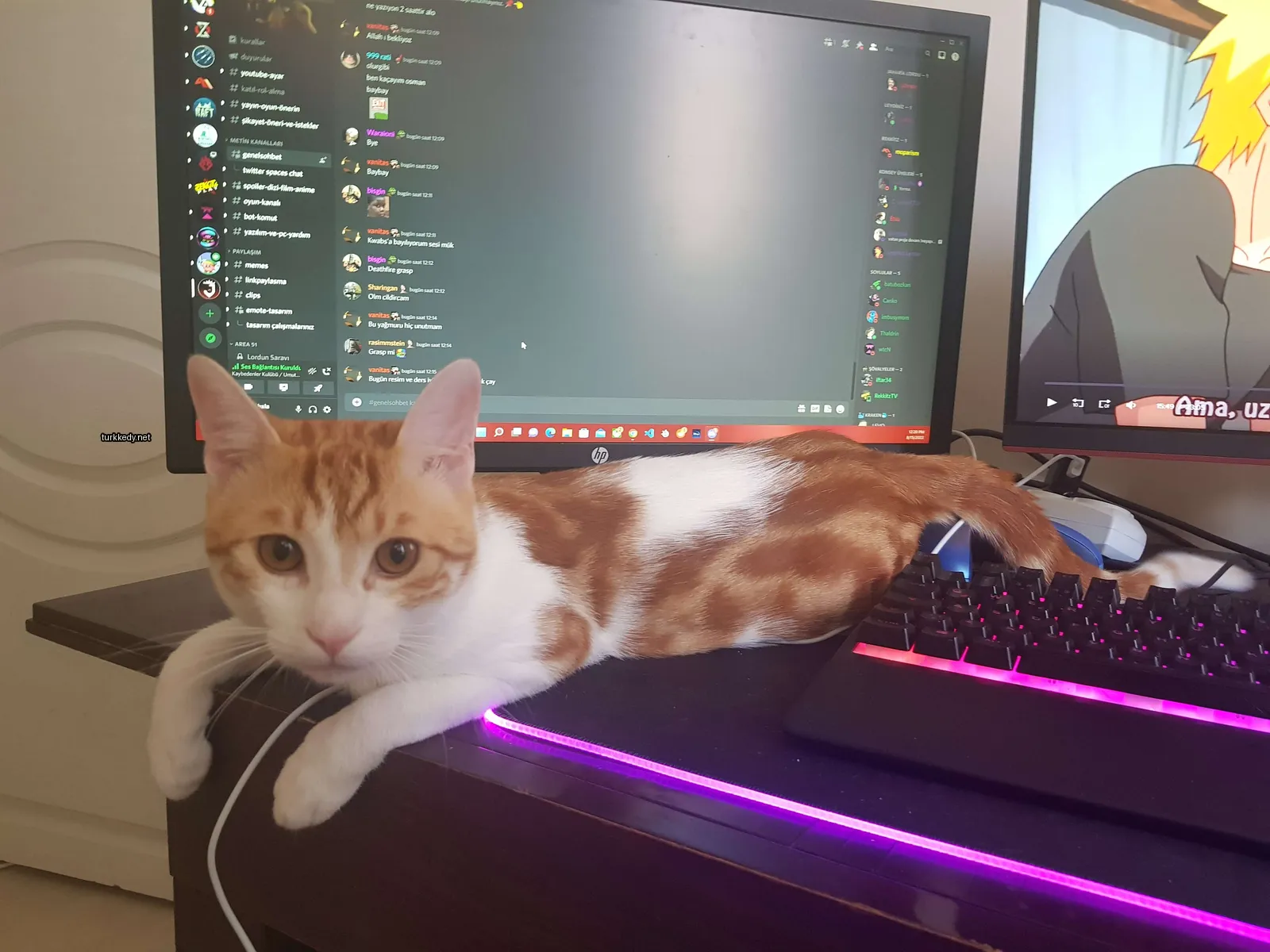 Beyaz ve turuncu bir kedi bir bilgisayar masasındaki monitörün önünde yatıyor.