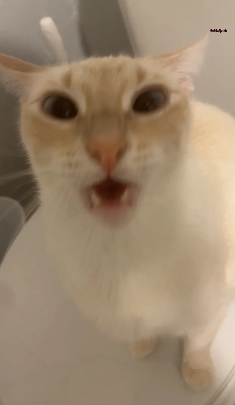 Beyaz bir kedi beyaz bir yüzeyde mavi gözleri ve kahverengi burun ve ağızı ile oturuyor.