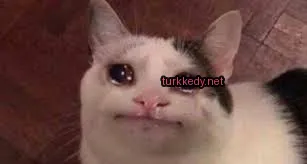 Siyah ve beyaz bir kedi, üzgün bir yüz ifadesiyle.