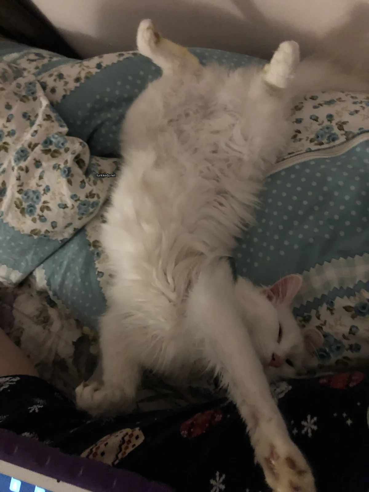 Beyaz bir kedi yastıkta yatar, püsküllü kuyruğu ve ayakları ile.