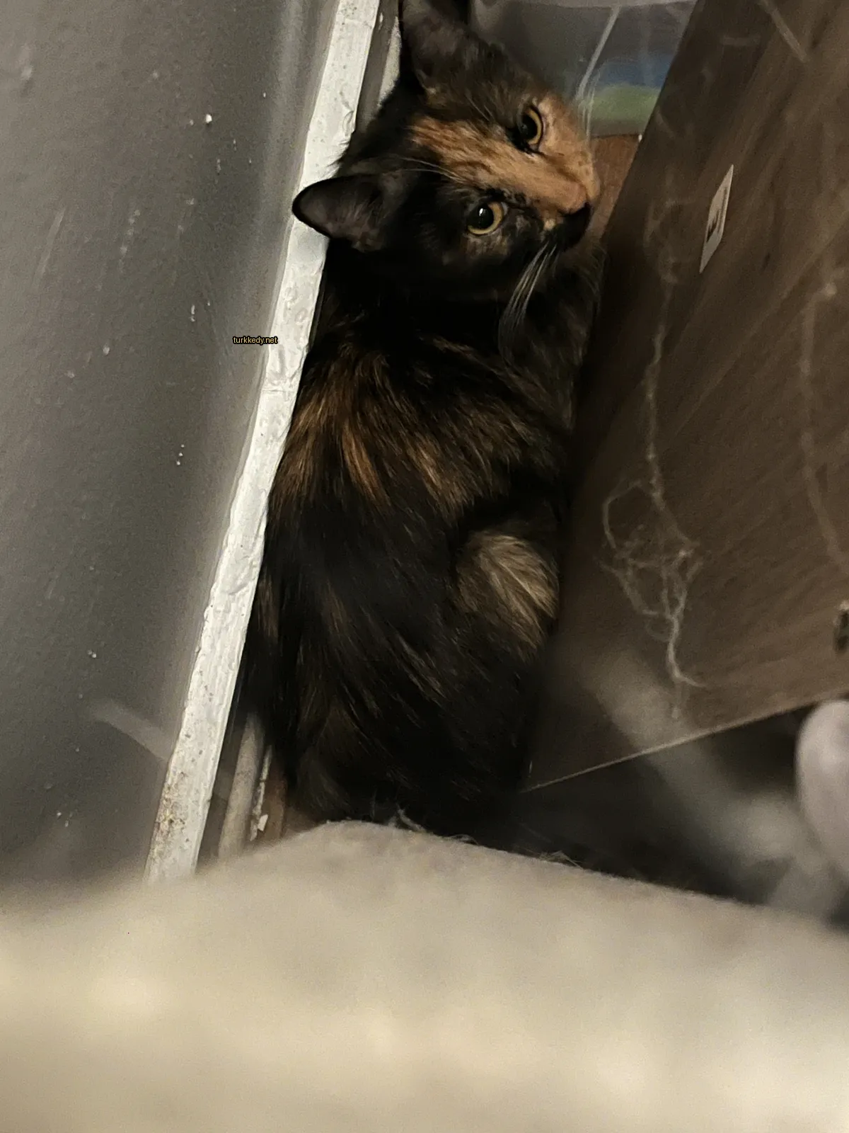 Bir kedi zemine yatıyor.