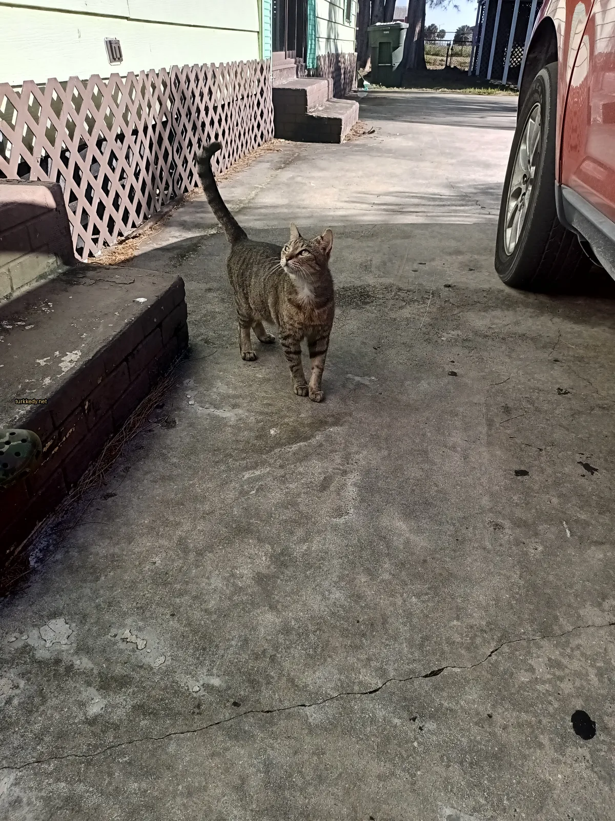 Kırmızı ve siyah desenli bir kedi bir sidewalkta yürüyor.