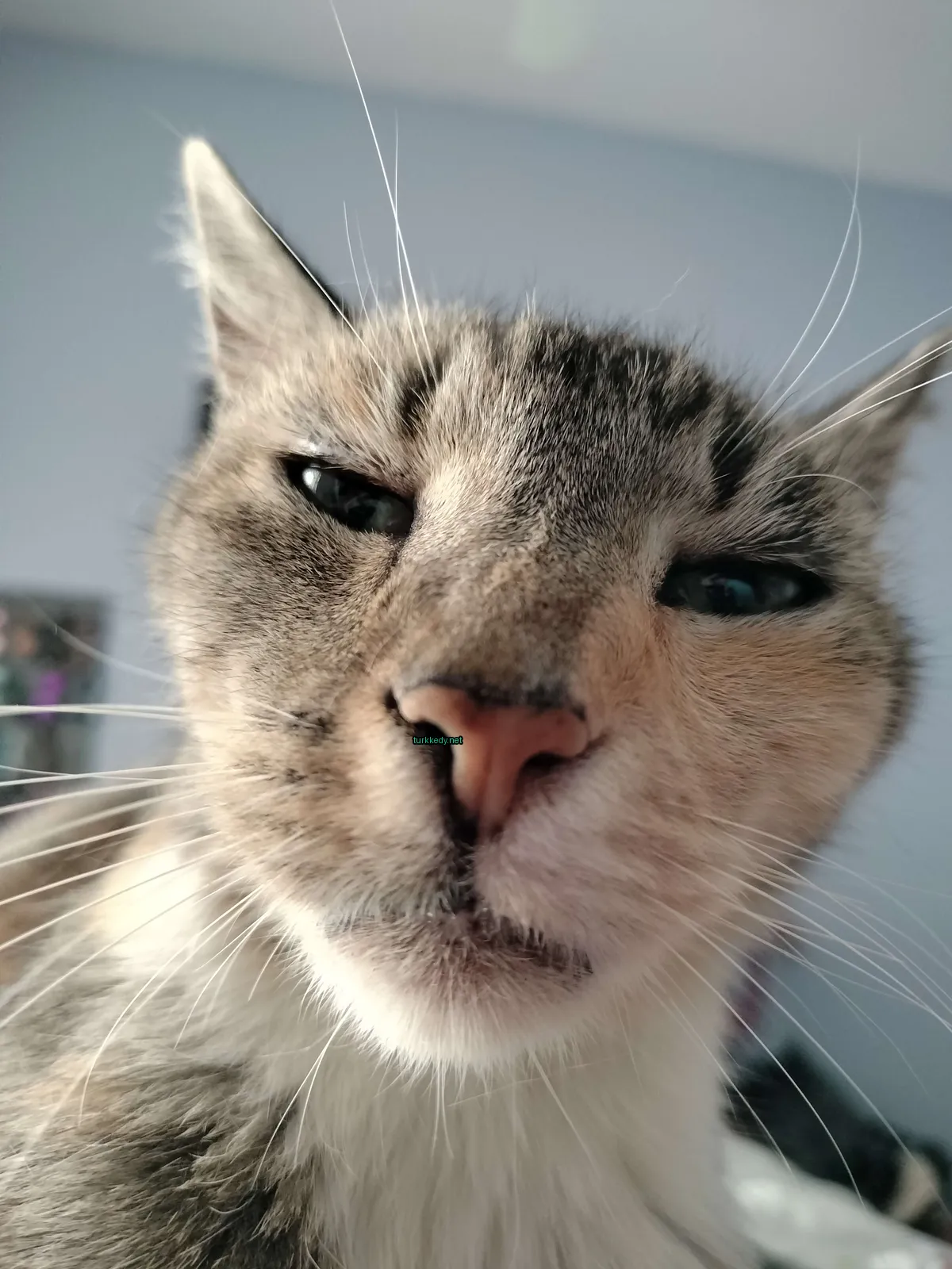 Kamerasına bakarken mavi burunlu ve pembe burunlu bir kedi.