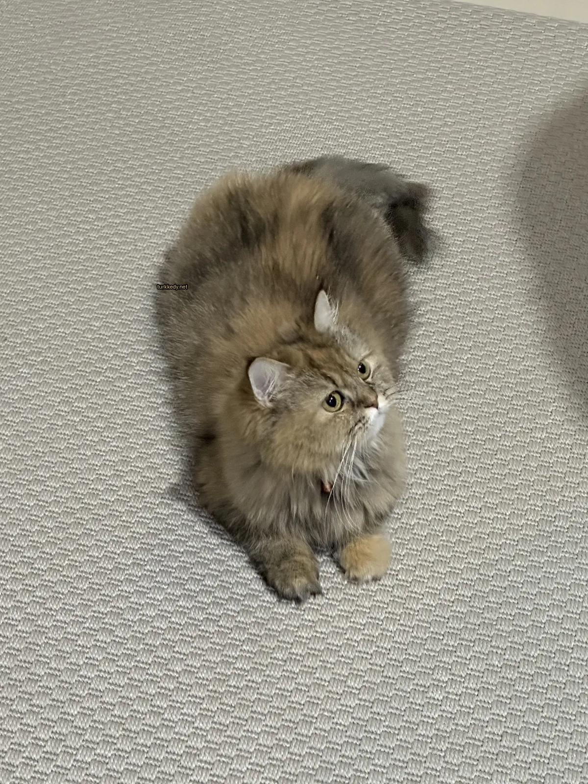Kahverengi ve beyaz bir kedi bir kumaşın üzerinde yatıyor.