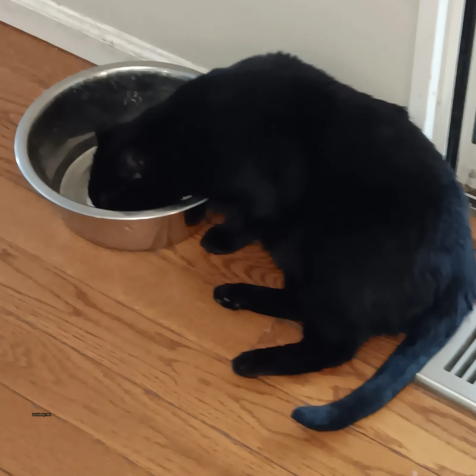 Siyah bir kedi su bardağından su içiyor.