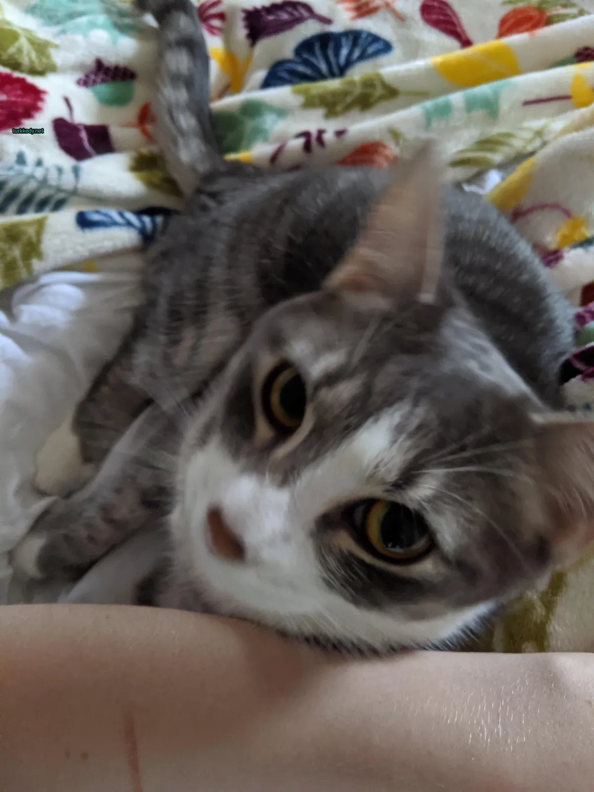 Gri ve beyaz bir kedi bir battaniyenin üzerinde yatıyor.