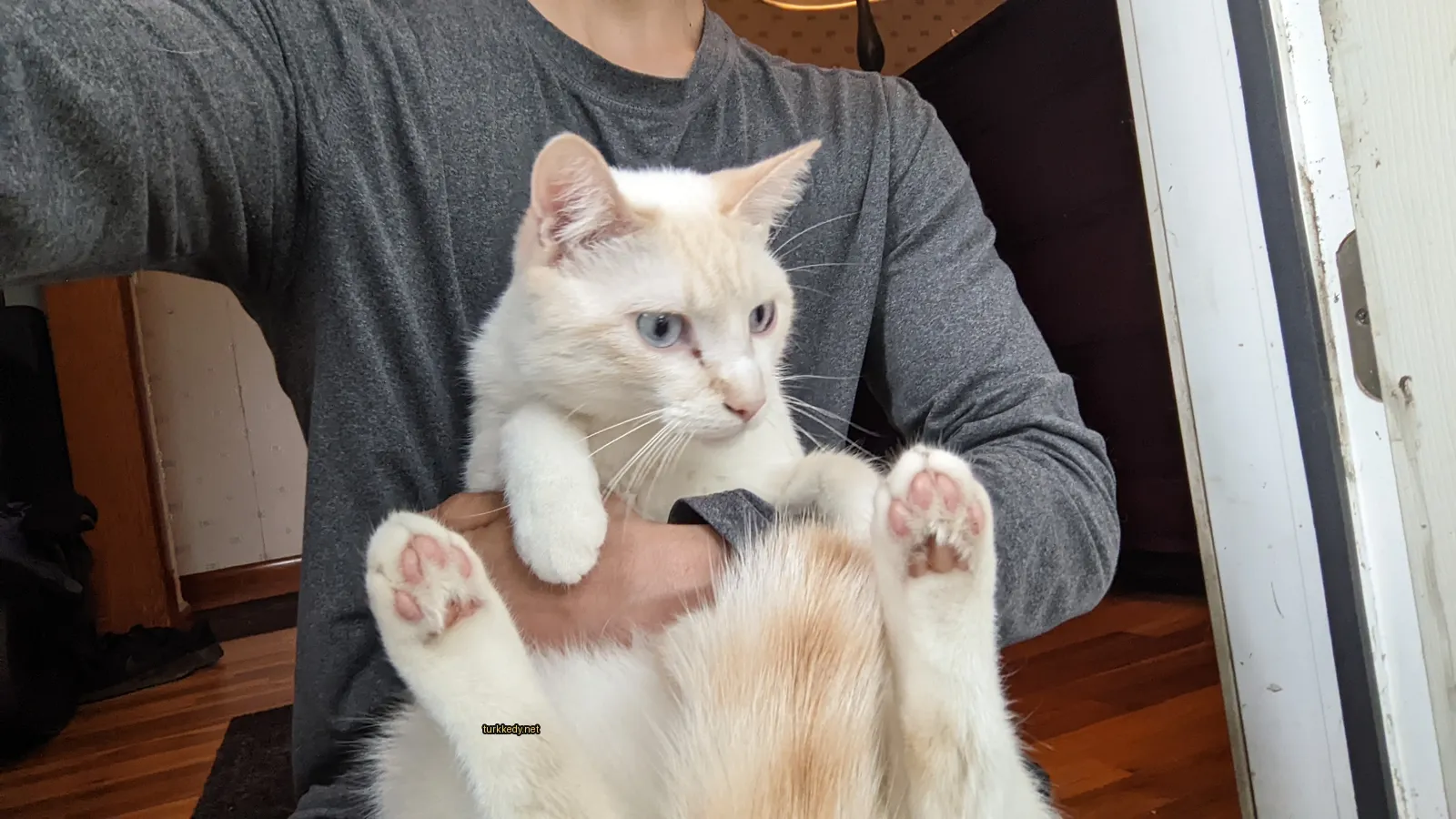 Beyaz bir kedi, mavi gömlekli bir adamın bacakları üzerinde oturuyor.