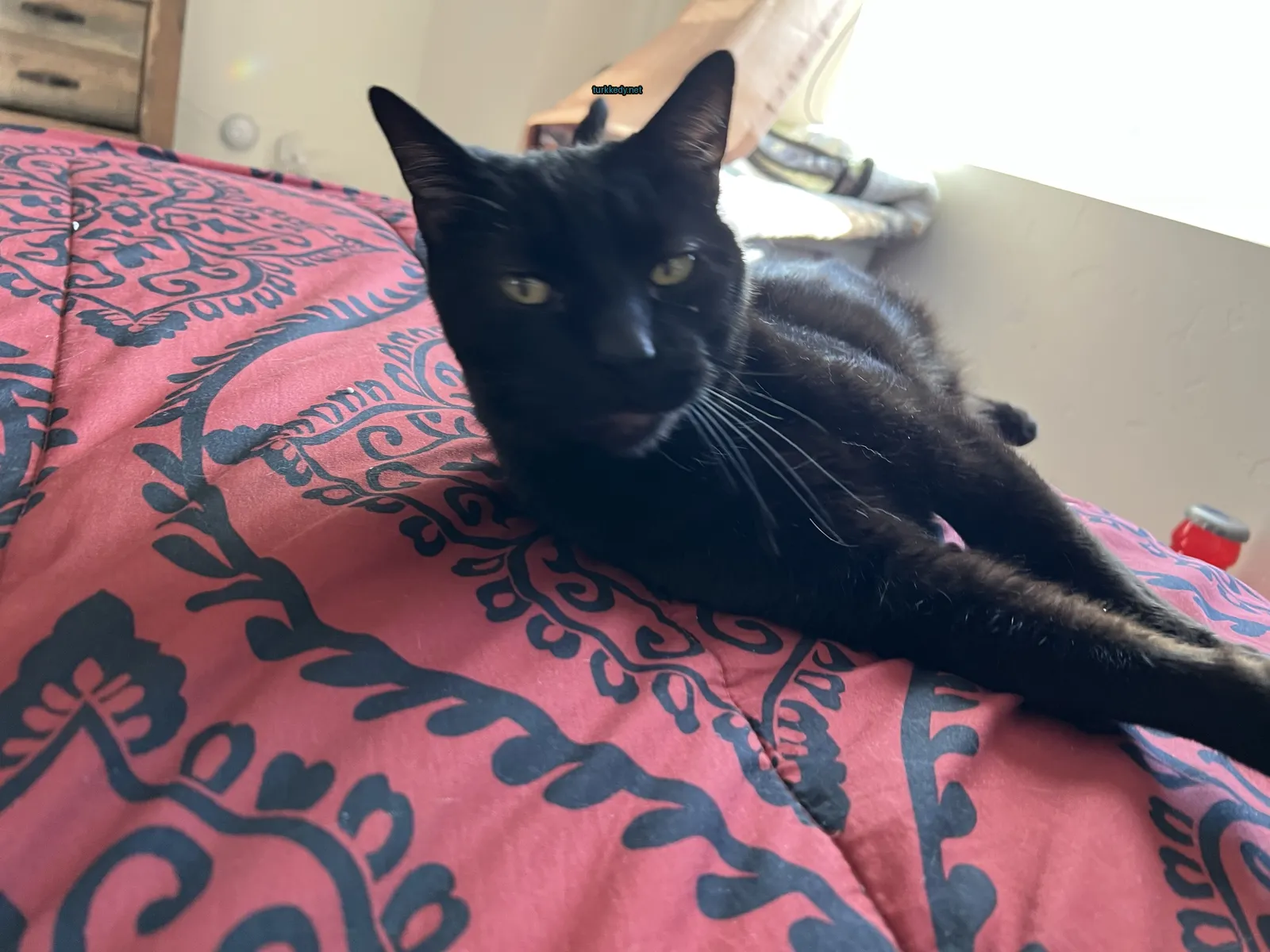 Siyah bir kedi, beyaz bir çene ve tırnaklarla yatan bir yatakta yatıyor.