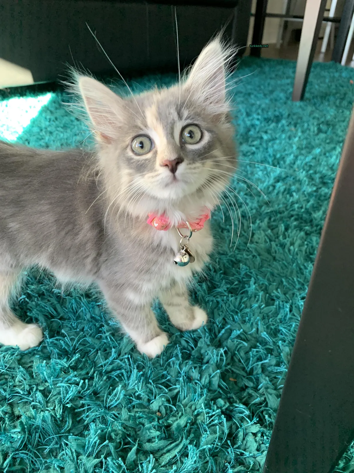 Gri ve beyaz bir kedi, pink bir kemer ve kemerde bir zil ile.