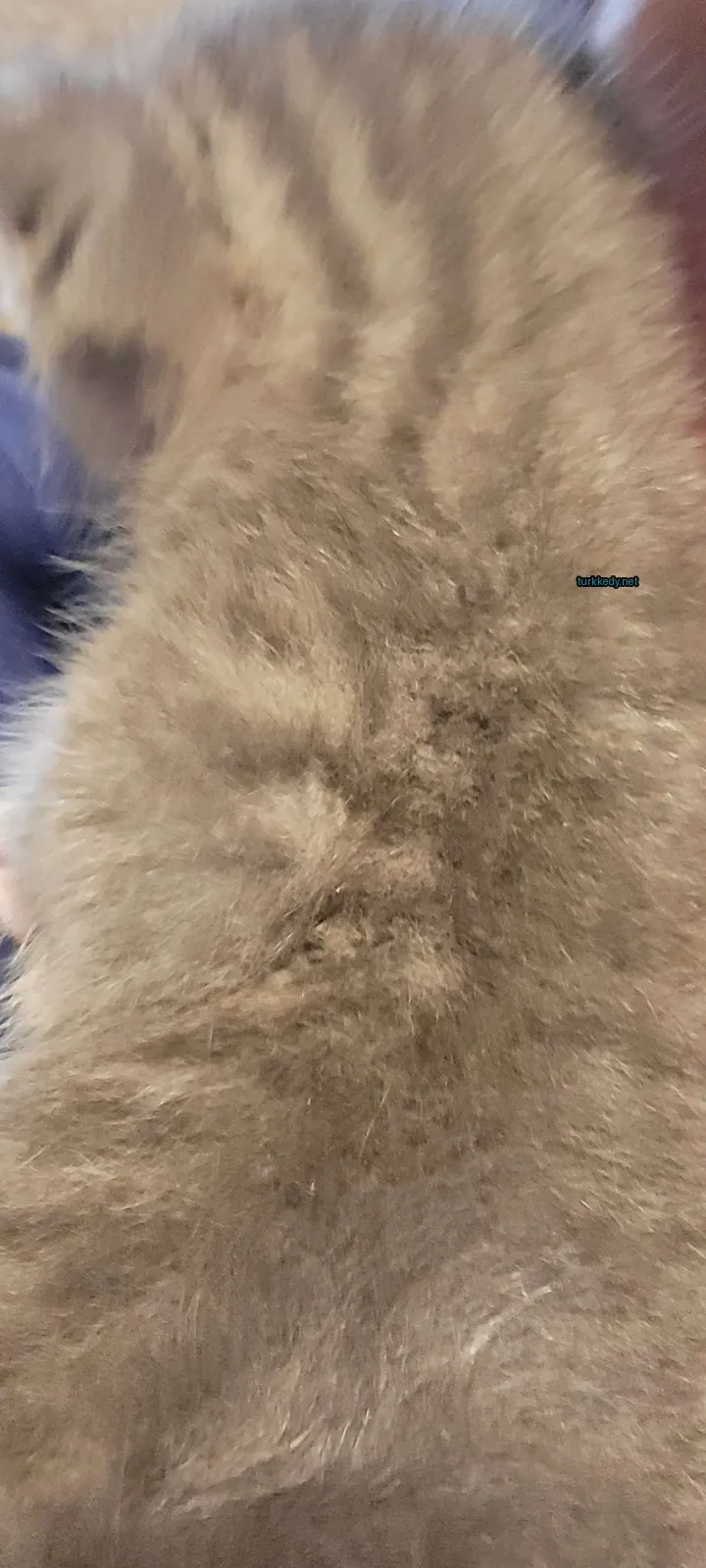 Koyu ve beyaz bir deri desenine sahip bir kedi sırtüstü yatıyor.