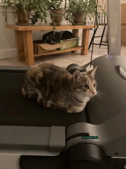 Kahverengi ve beyaz bir kedi bir bisiklet makinesinde oturuyor.
