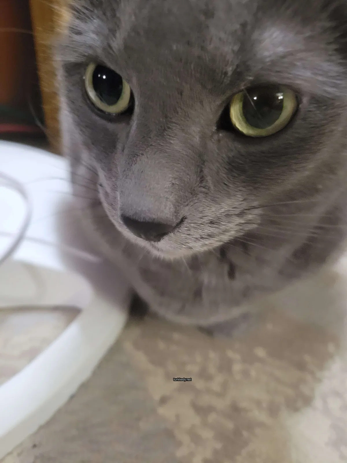 Gri bir kedi beyaz bir yüzeyde oturuyor.
