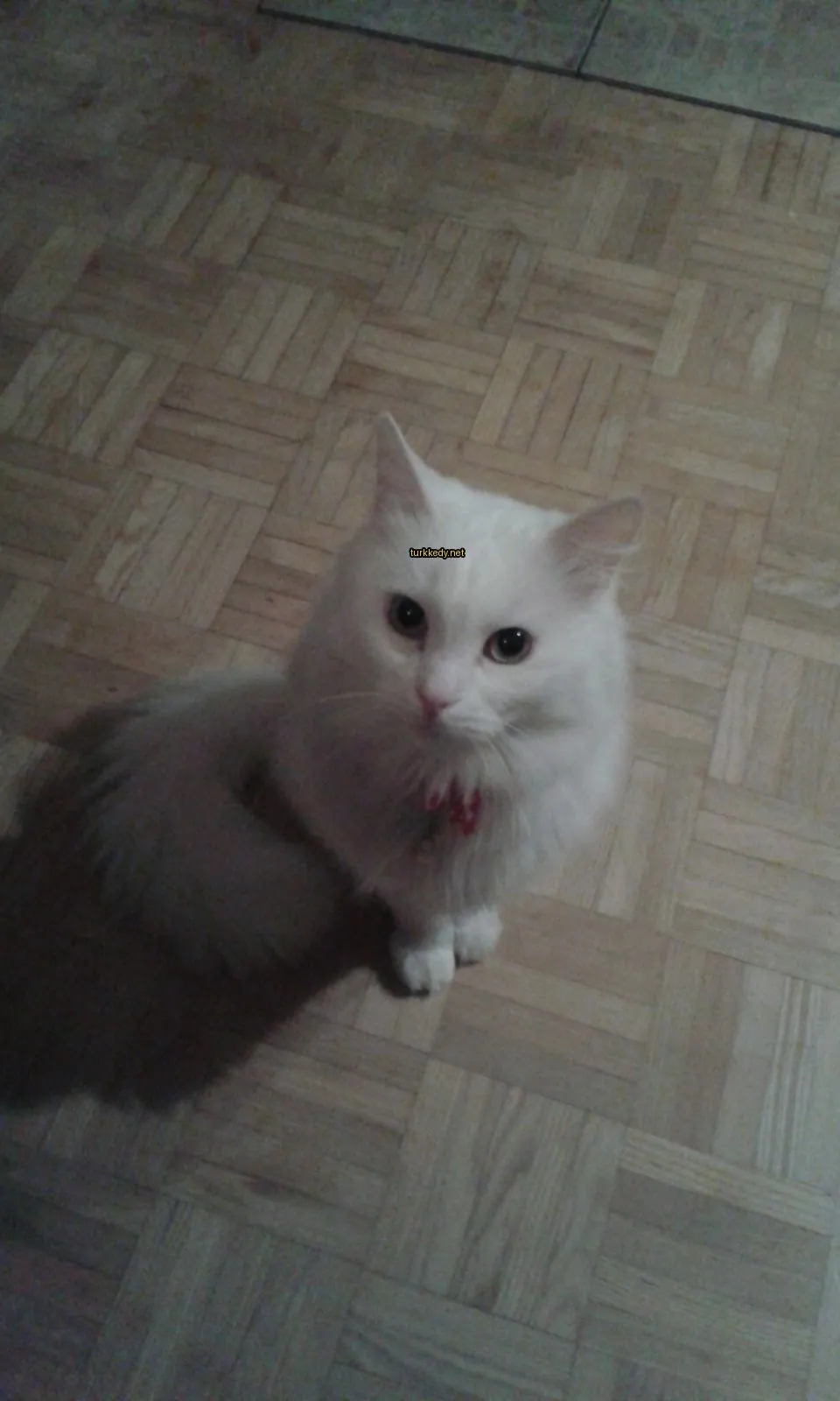Beyaz bir kedi, boynuna kırmızı bir ribon takılmış, ahşap zeminde oturuyor.
