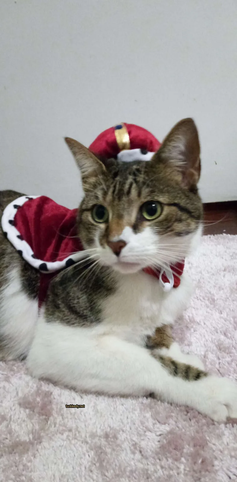 Kırmızı bir kumaşın üzerinde bir kedi, Noel şapkasıyla oturuyor.