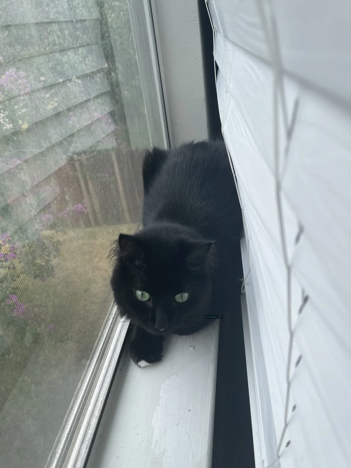 Siyah bir kedi beyaz ayakları olan bir pencere kenarında oturuyor.