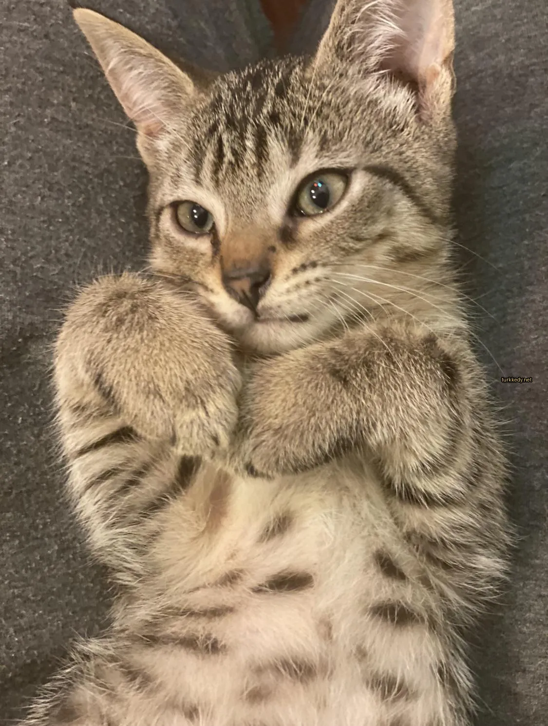 Kırmızı ve siyah desenli bir kedi koltukta yatıyor.
