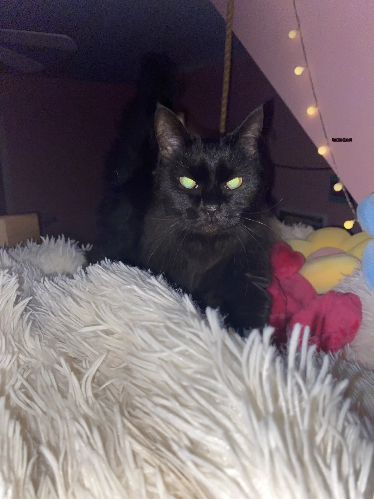 Siyah bir kedi beyaz bir bez üzerinde sarı gözleriyle oturuyor.