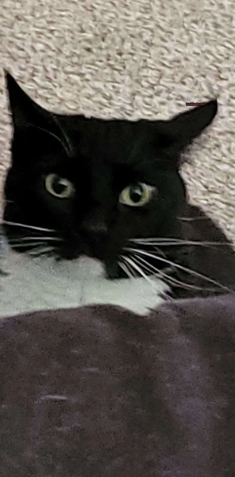 Siyah ve beyaz bir kedi beyaz göğüsleriyle bir halı üzerinde yatıyor.