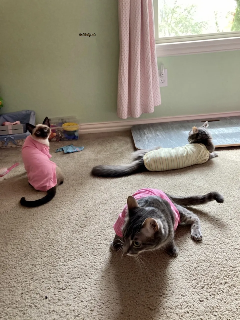 Pembe tişörtlü bir kedi, pembe tişörtlü bir kedi, pembe tişörtlü bir kedi, pembe tişörtlü bir kedi, pembe tişörtlü bir kedi, pembe tişörtlü bir kedi, pembe tişörtlü bir kedi.