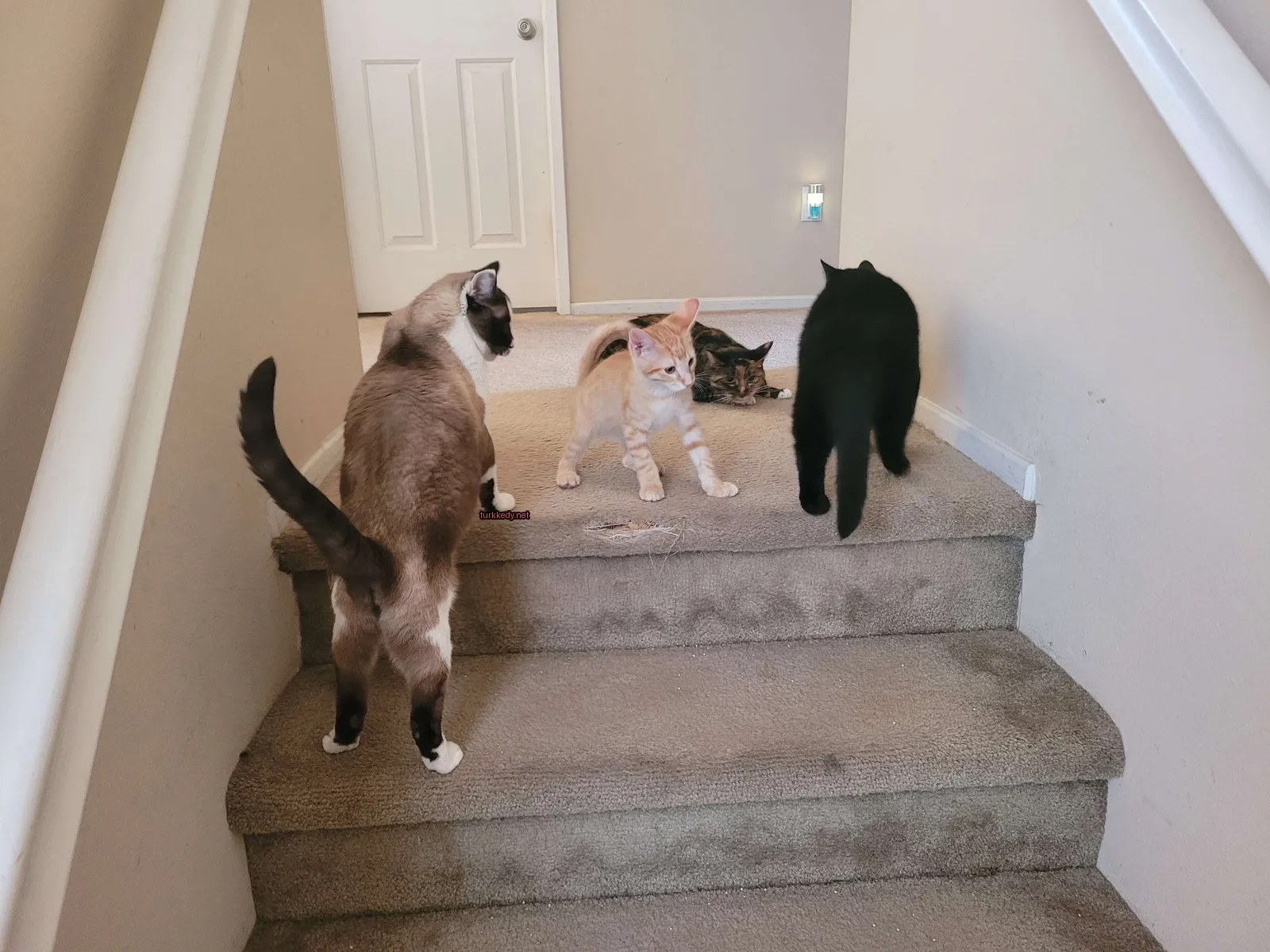 Kahverengi ve beyaz bir kedi merdivenlerde duruyor.