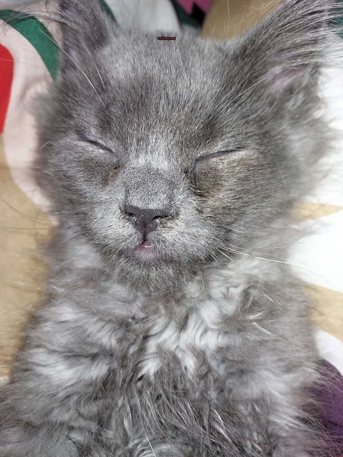 Gri ve beyaz bir kedi yünleriyle yatan bir yatakta yatıyor.