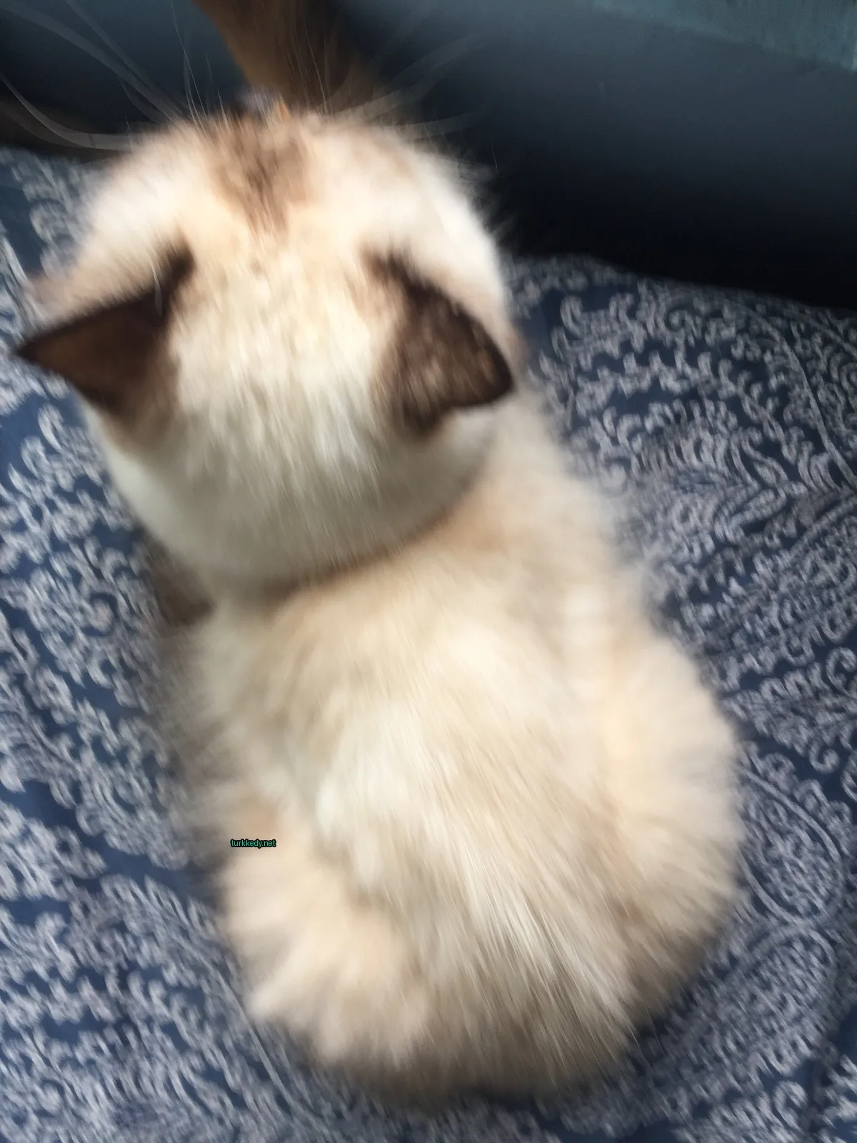 Beyaz ve kahverengi bir kedi mavi bir bez üzerinde oturuyor.