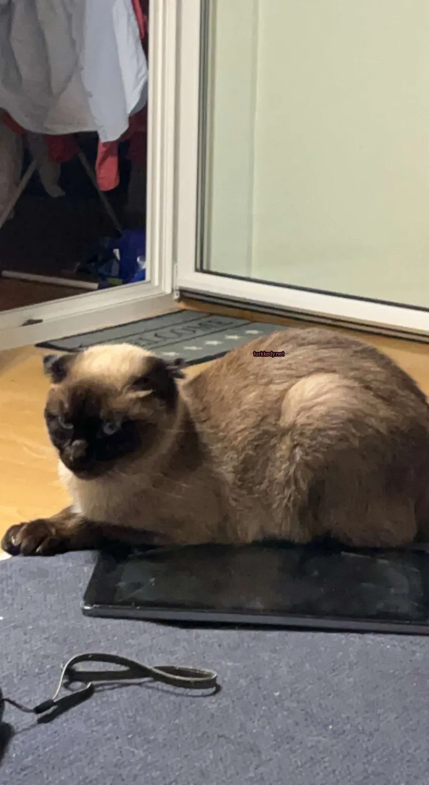 Kara ve beyaz bir kedi siyah bir yüzeye oturuyor.