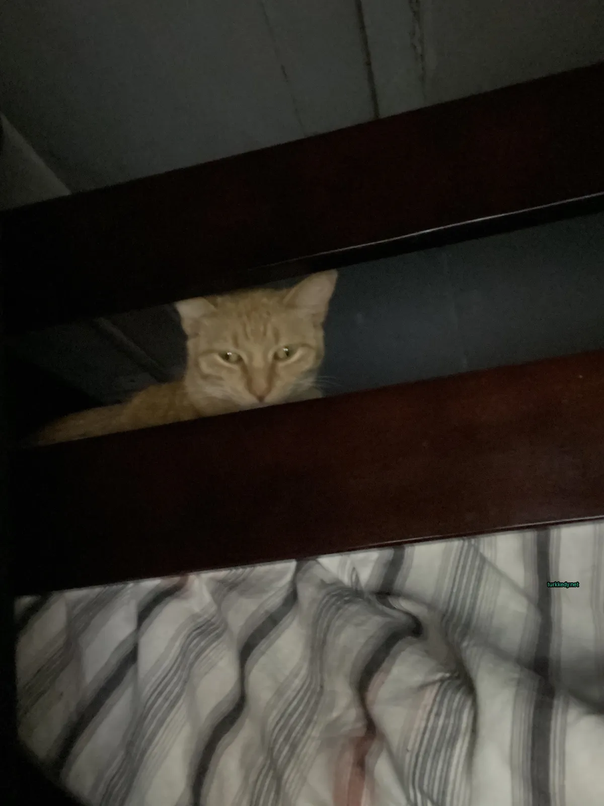 Sarı ve beyaz bir kedi yatağın üzerinde oturuyor.