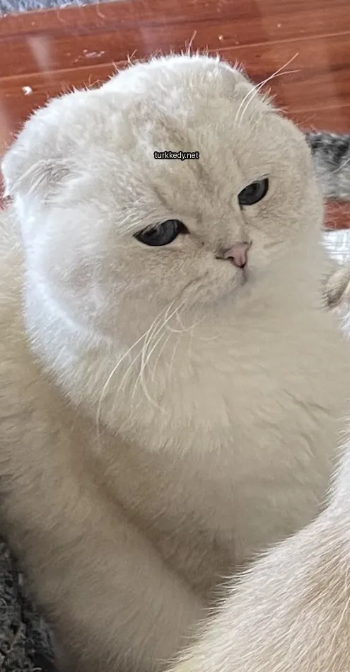 Beyaz bir kedi mavi gözleri ve pembe burun ile masada yatıyor.
