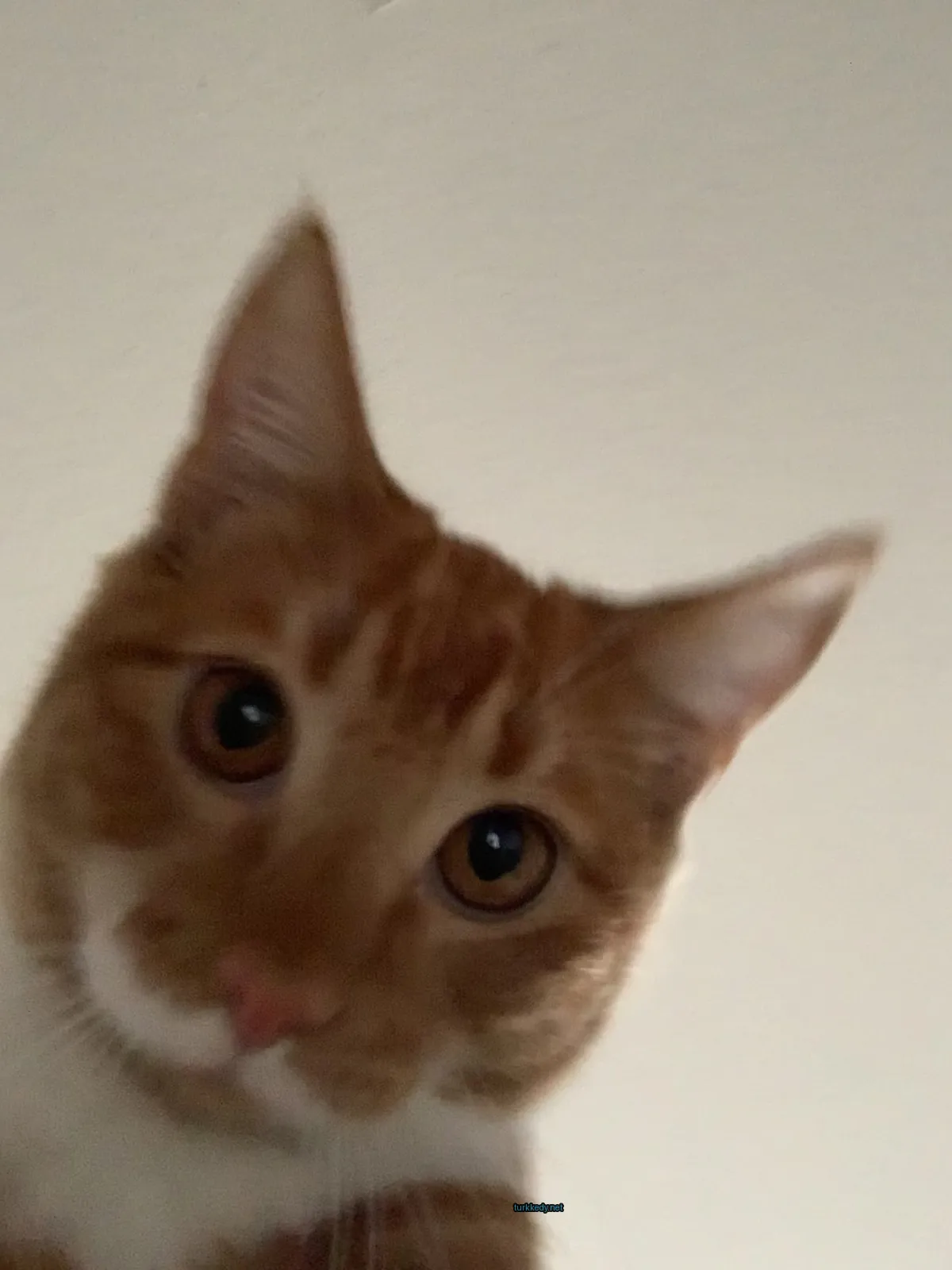 Beyaz bir çene ve sarı bir kürkten oluşan bir kedi yukarı bakıyor.