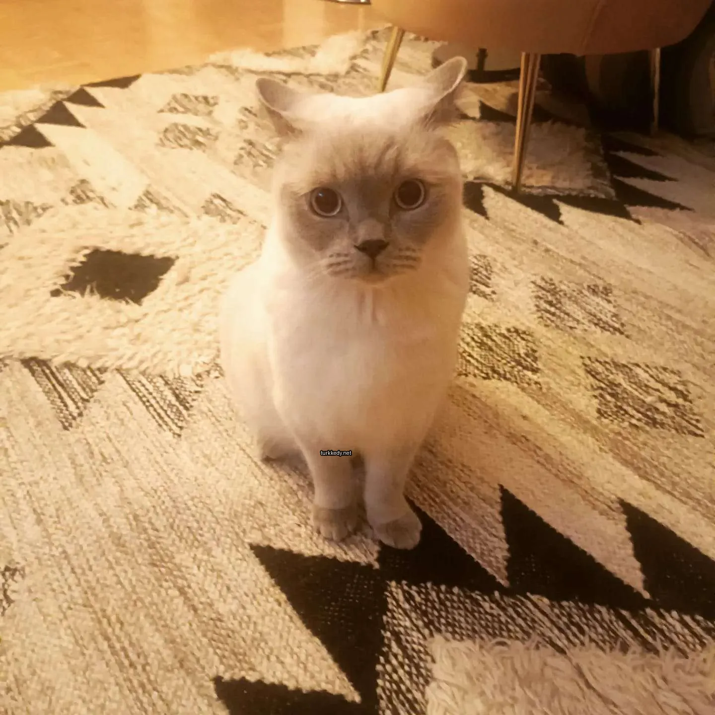 Beyaz bir kedi mavi gözleriyle bir halı üzerinde oturuyor.