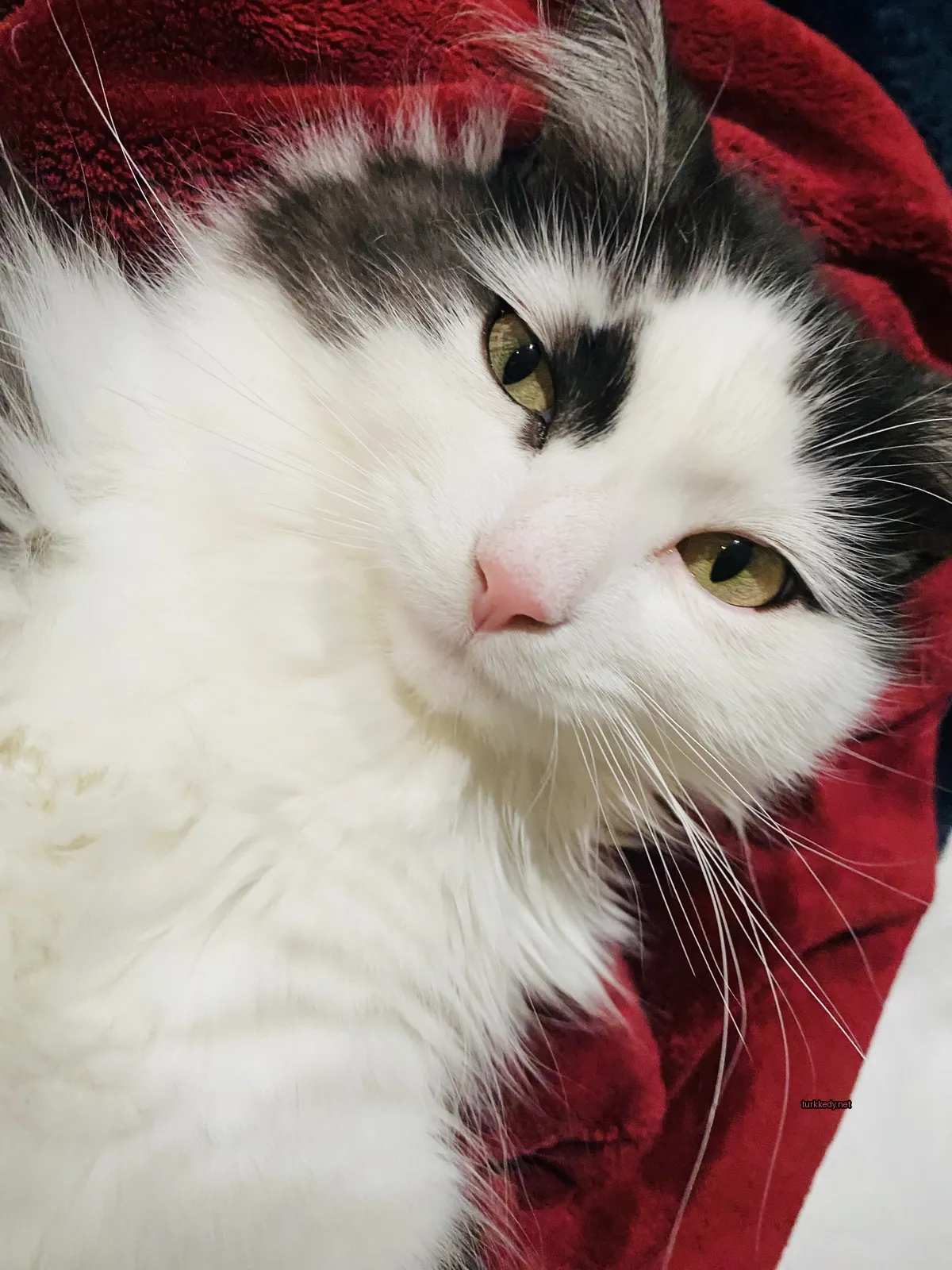 Beyaz ve siyah bir kedi kırmızı bir battaniyede.
